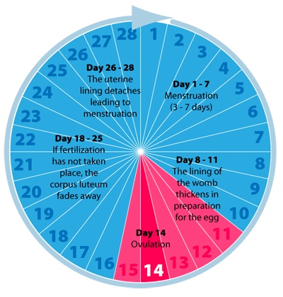 Menstrual Cycle Moon Chart